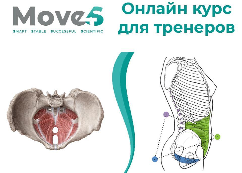 Мочеполовая диафрагма картинки