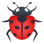 Lady beetle :beetle: 🐞